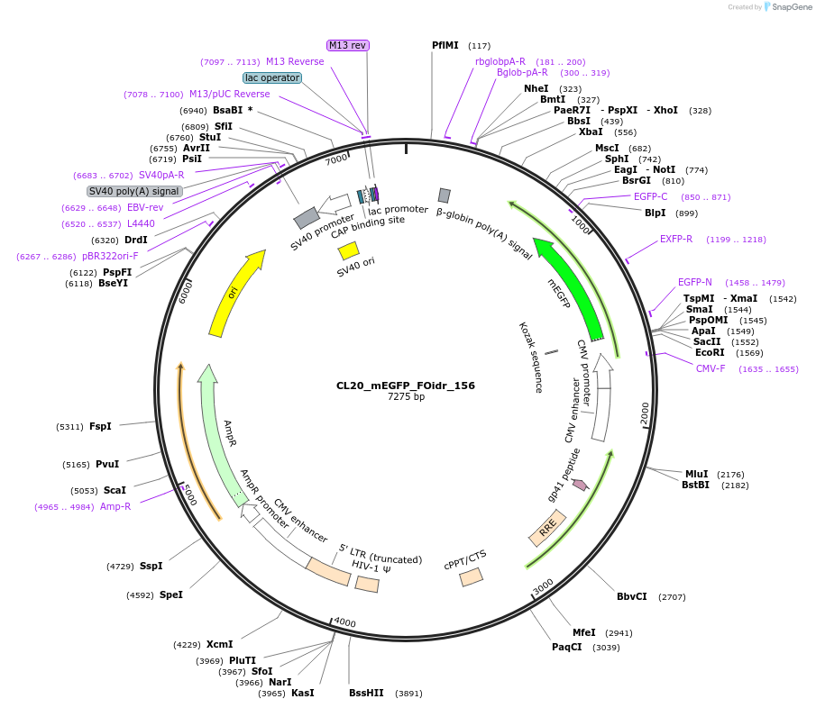 244708-plasmid-map-sequence-id-488176