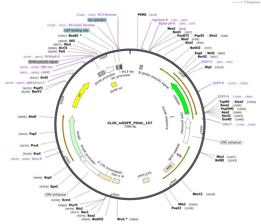 244709-plasmid-map-sequence-id-488177
