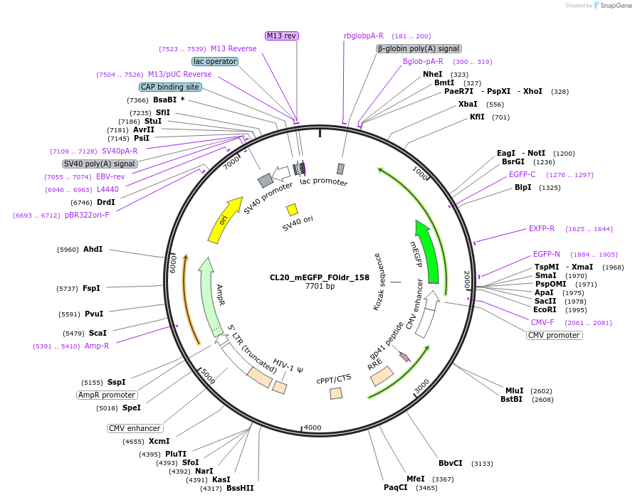244710-plasmid-map-sequence-id-488178