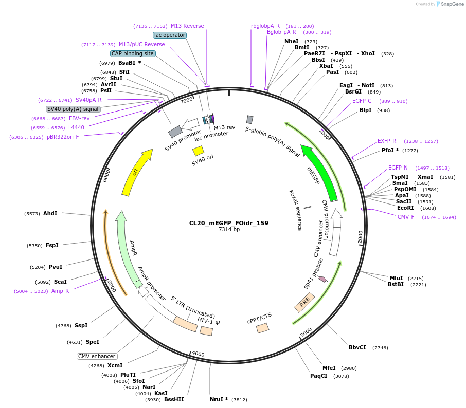 244711-plasmid-map-sequence-id-488179