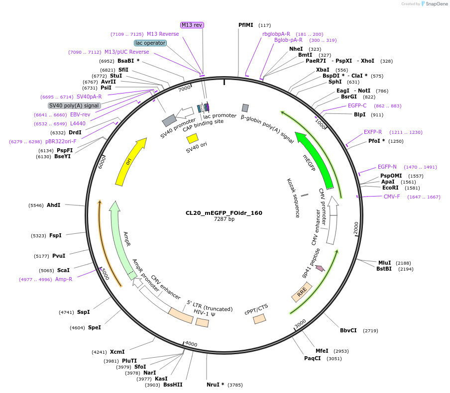 244712-plasmid-map-sequence-id-488180