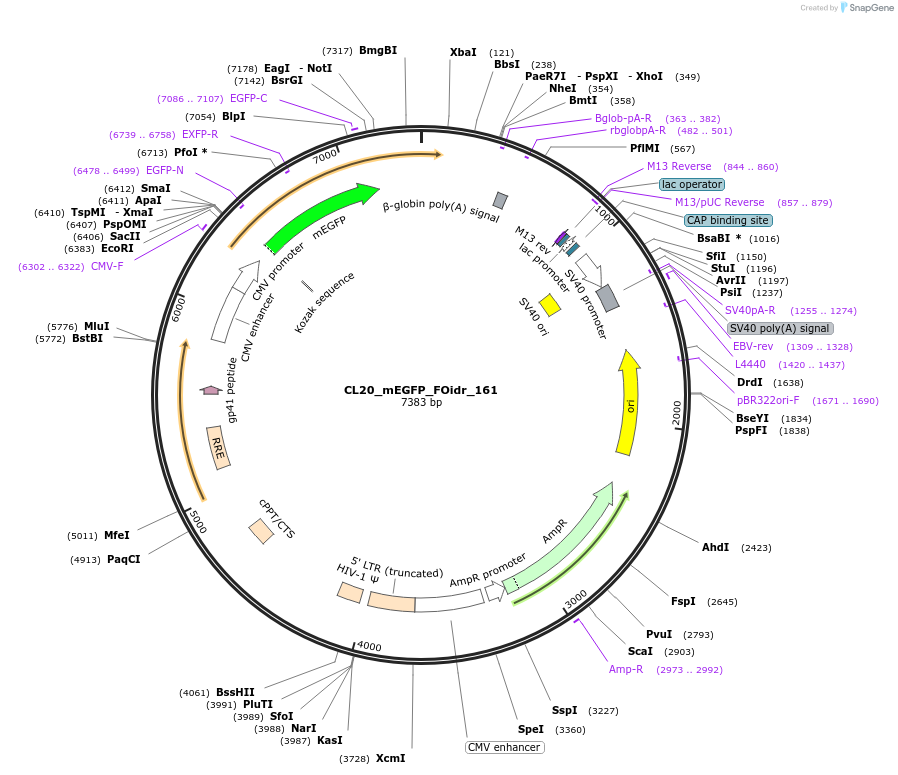 244713-plasmid-map-sequence-id-488181
