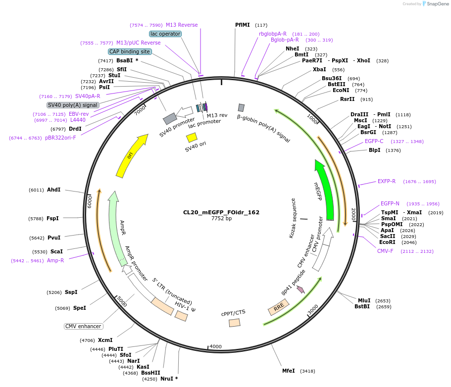 244714-plasmid-map-sequence-id-488182