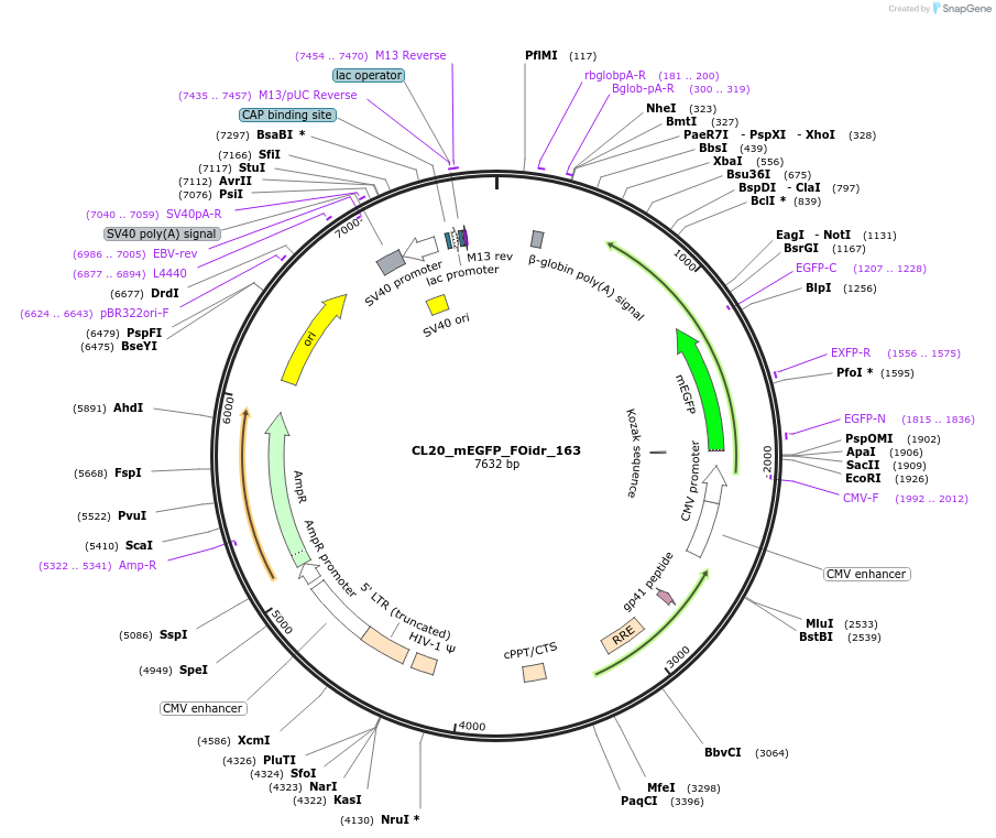 244715-plasmid-map-sequence-id-488183
