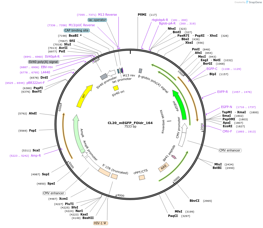 244716-plasmid-map-sequence-id-488184
