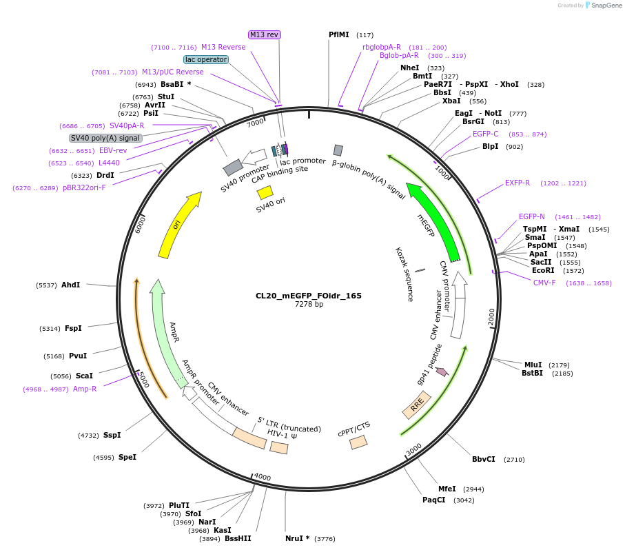 244717-plasmid-map-sequence-id-488185