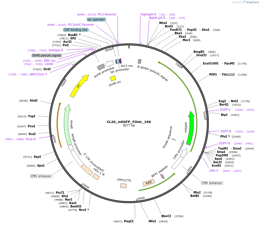 244718-plasmid-map-sequence-id-488186