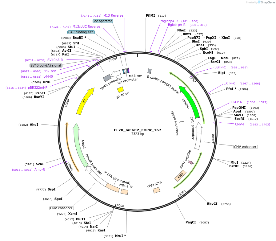 244719-plasmid-map-sequence-id-488187