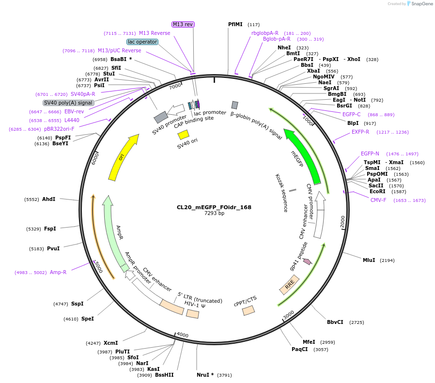 244720-plasmid-map-sequence-id-488188