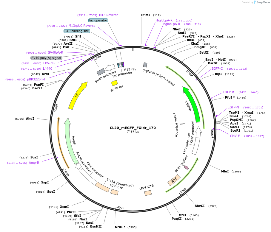 244722-plasmid-map-sequence-id-488190