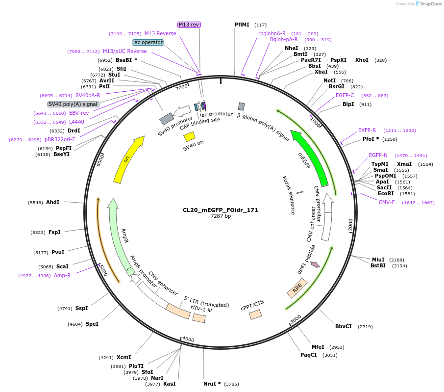 244723-plasmid-map-sequence-id-488191