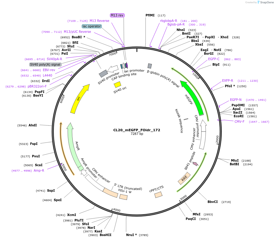 244724-plasmid-map-sequence-id-488192