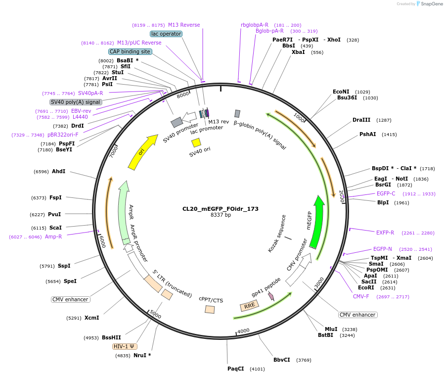 244725-plasmid-map-sequence-id-488193