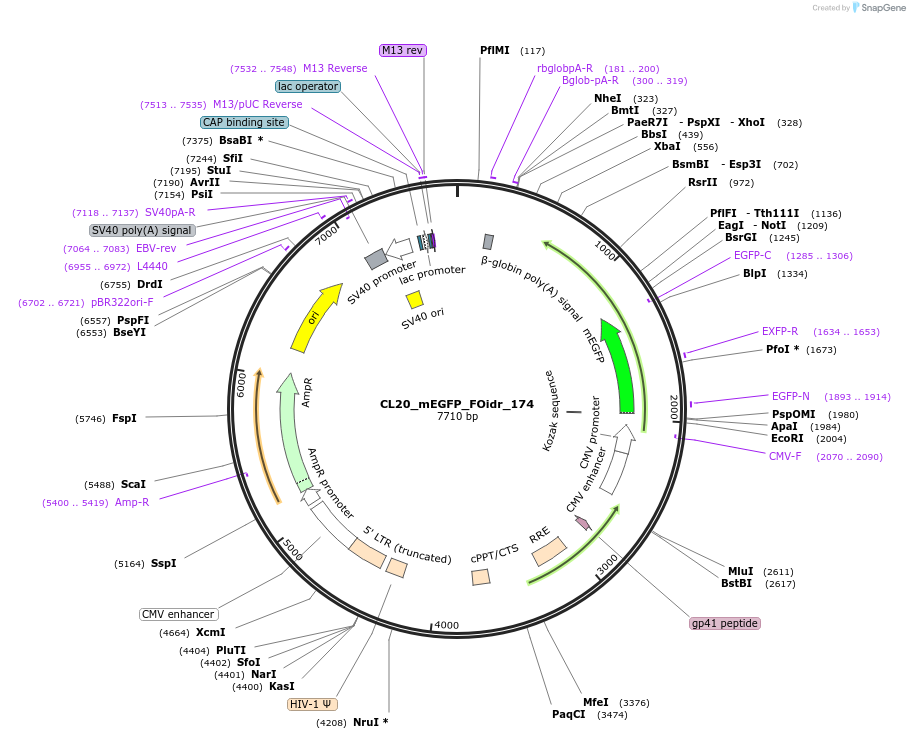 244726-plasmid-map-sequence-id-488194
