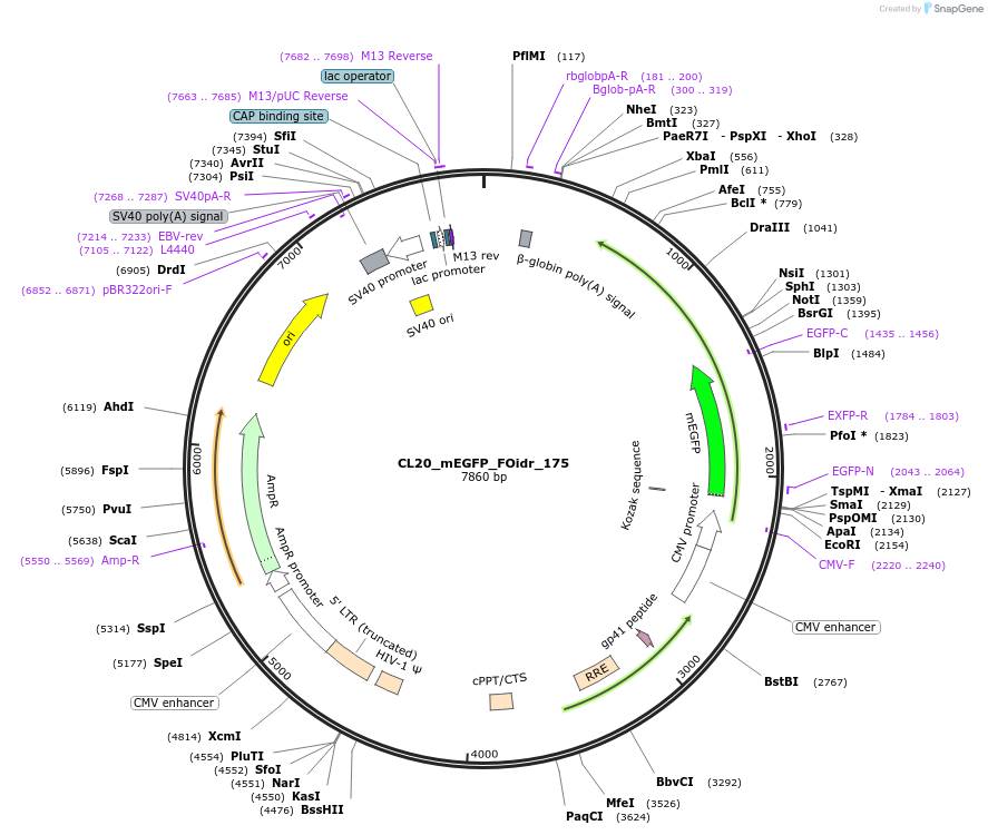 244727-plasmid-map-sequence-id-488195