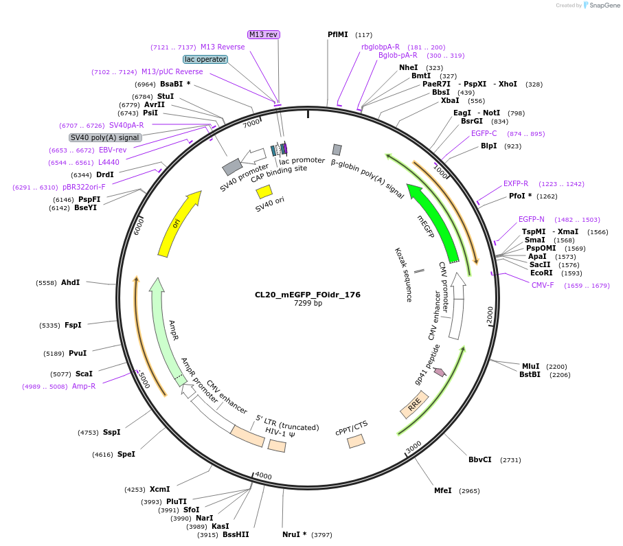 244728-plasmid-map-sequence-id-488196