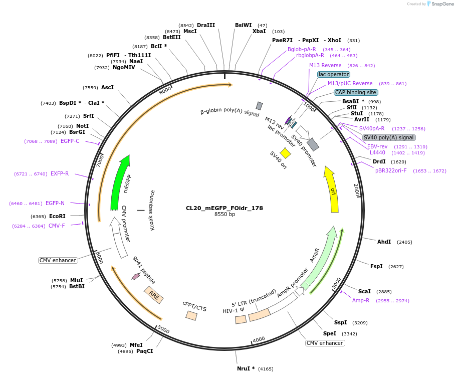244730-plasmid-map-sequence-id-488198