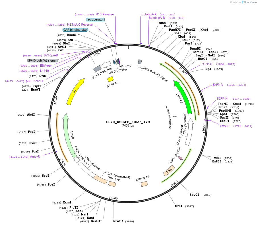 244731-plasmid-map-sequence-id-488199
