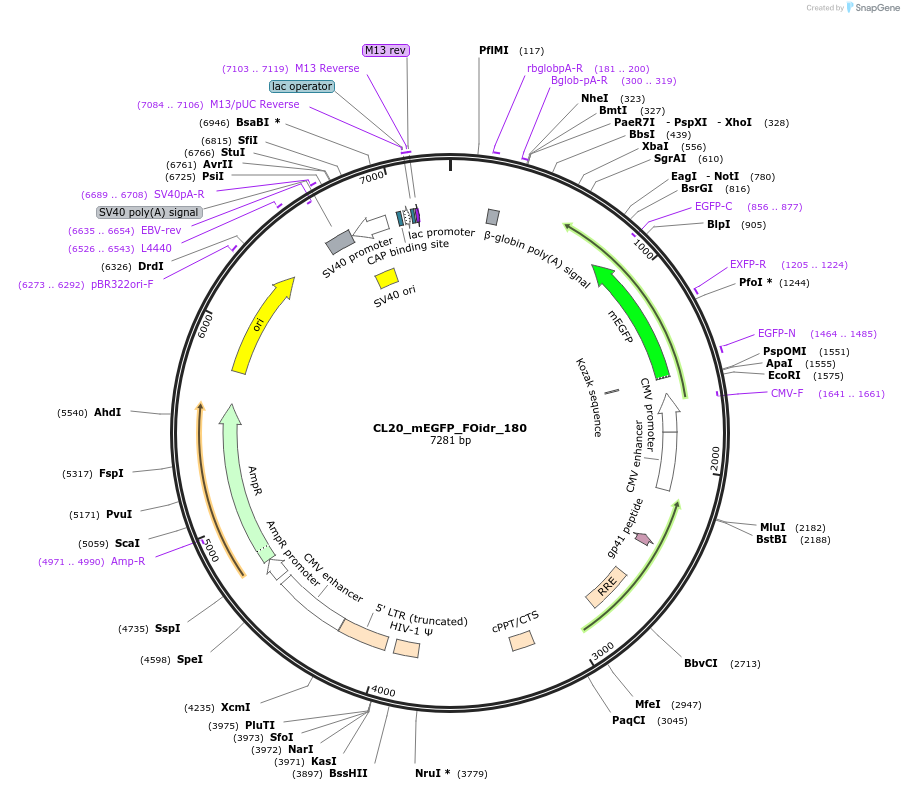 244732-plasmid-map-sequence-id-488200