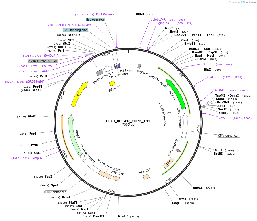 244733-plasmid-map-sequence-id-488201