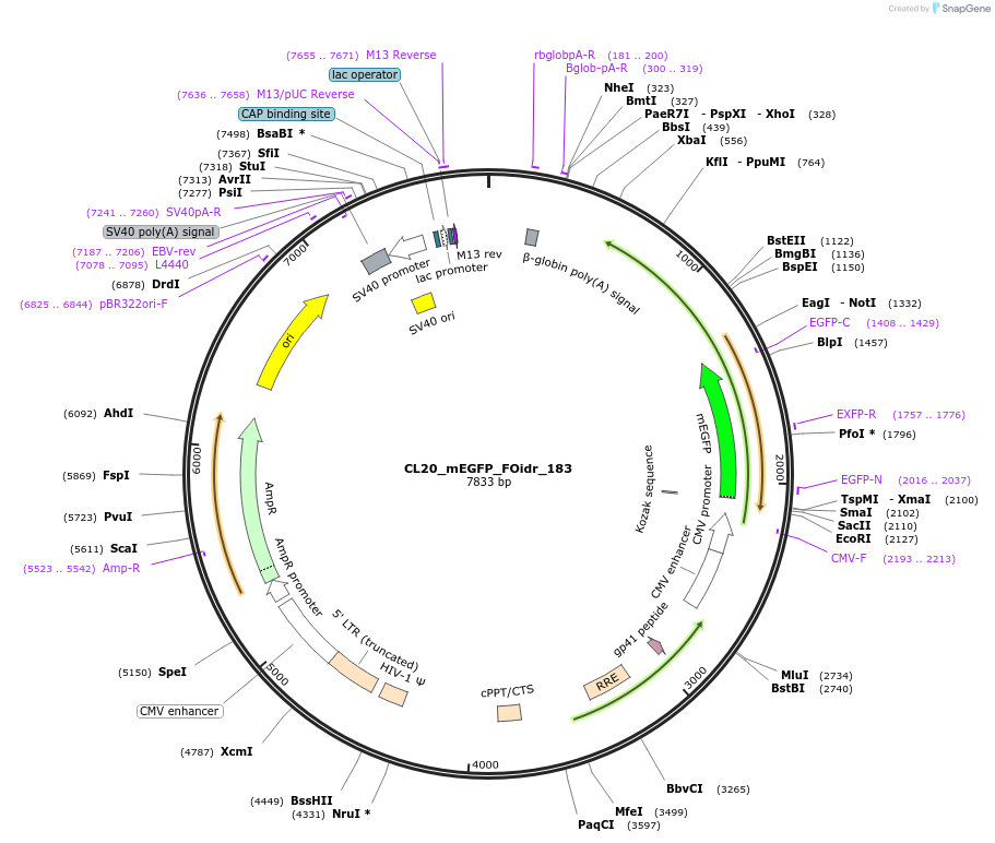 244735-plasmid-map-sequence-id-488202