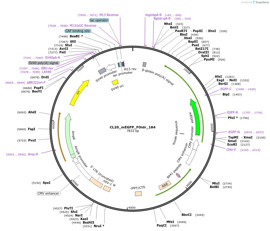 244736-plasmid-map-sequence-id-488203