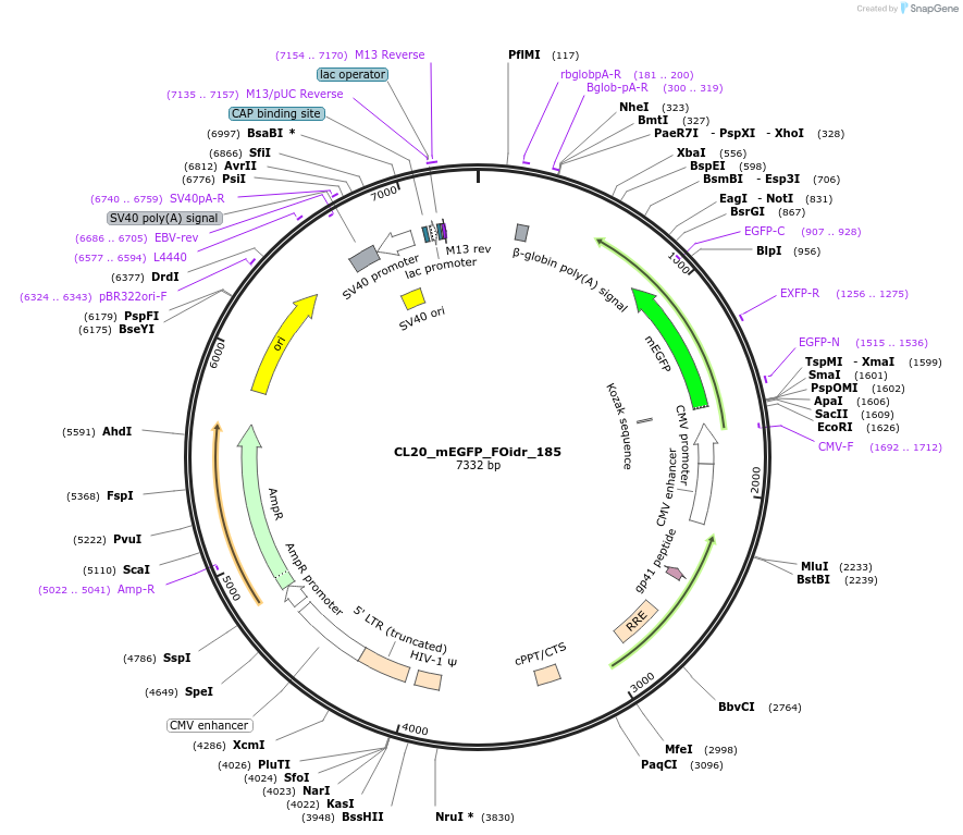 244737-plasmid-map-sequence-id-488204