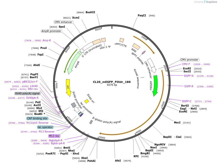 244738-plasmid-map-sequence-id-488205