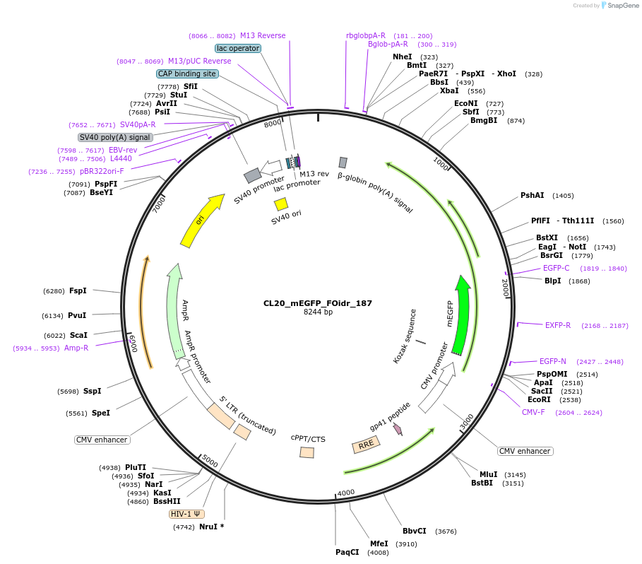 244739-plasmid-map-sequence-id-488206