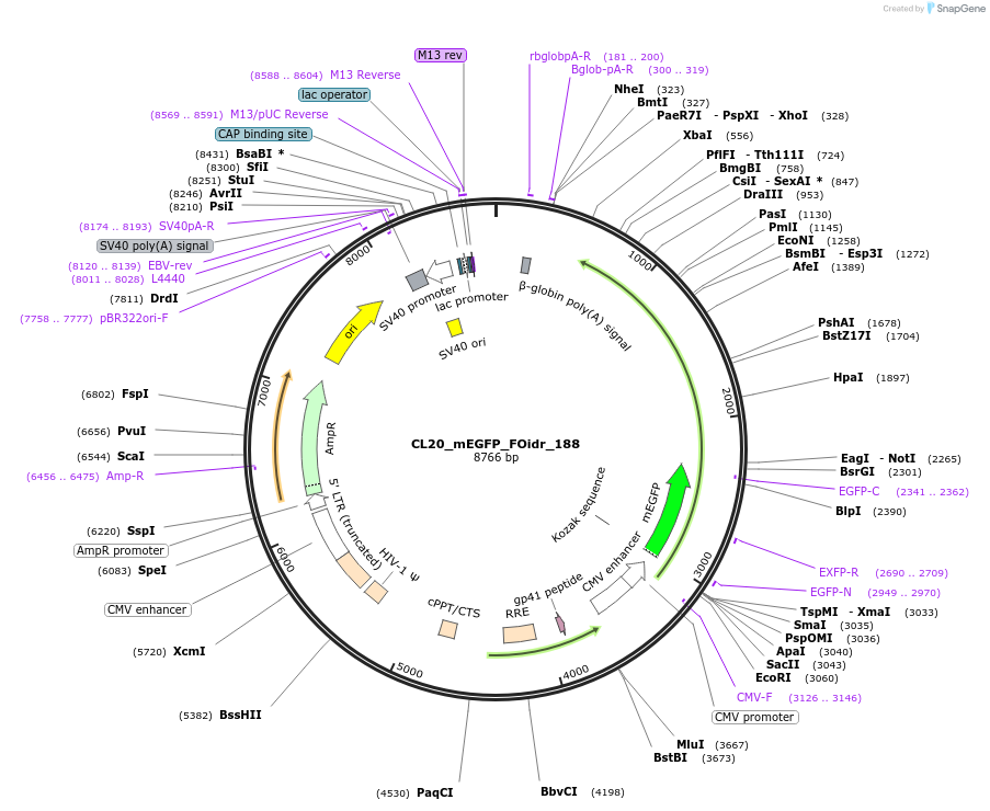 244740-plasmid-map-sequence-id-488207