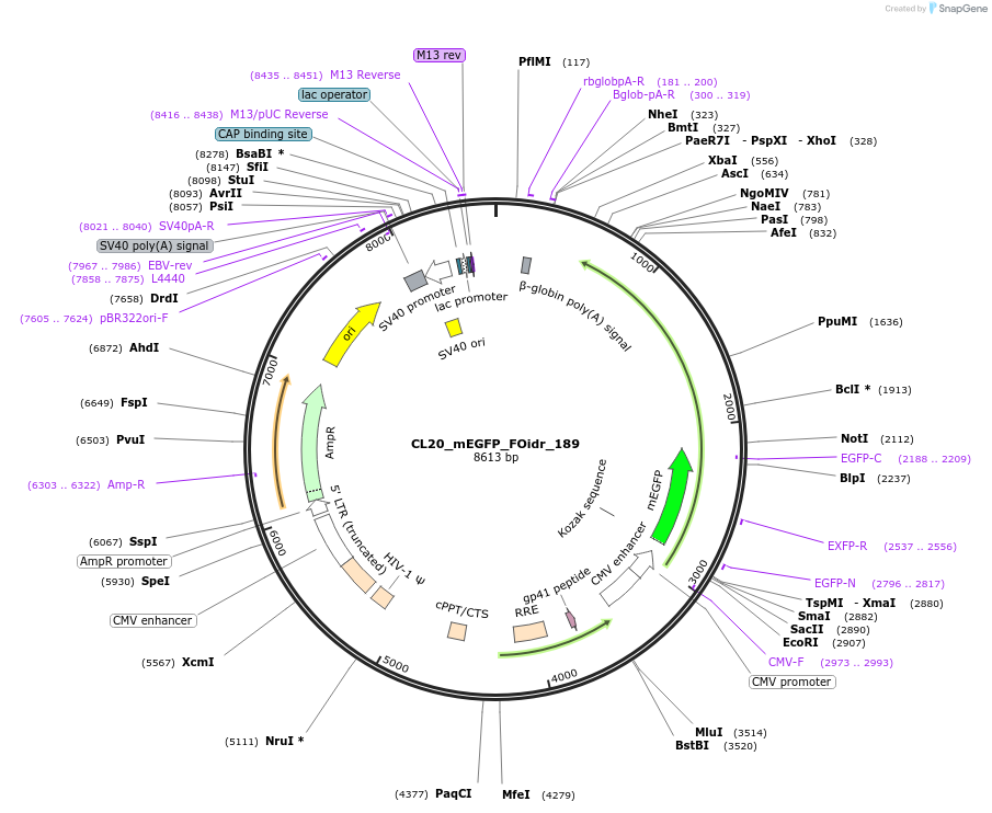 244741-plasmid-map-sequence-id-488208