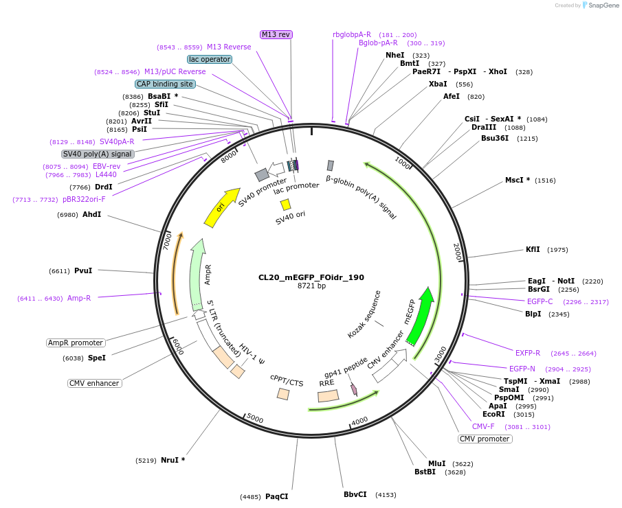 244742-plasmid-map-sequence-id-488209