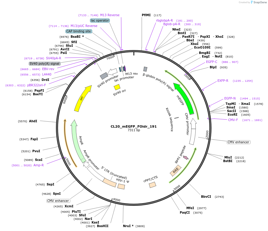 244743-plasmid-map-sequence-id-488210