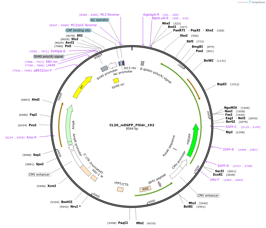 244744-plasmid-map-sequence-id-488211