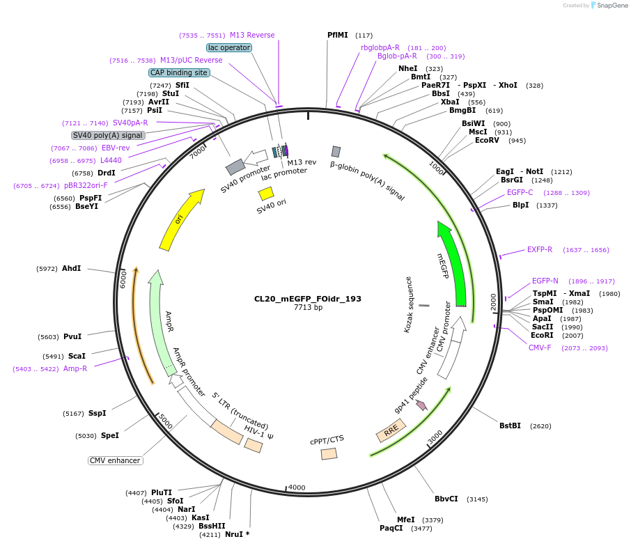 244745-plasmid-map-sequence-id-488212