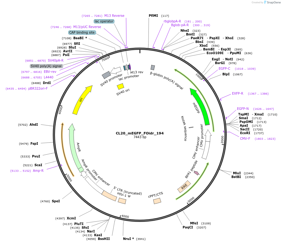 244746-plasmid-map-sequence-id-488213