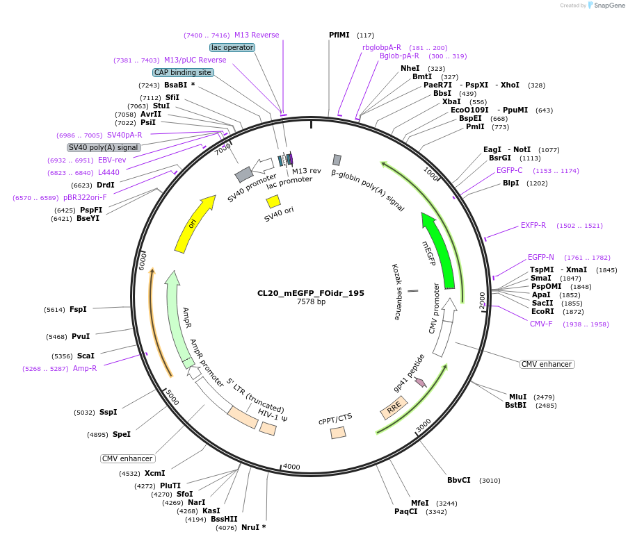 244747-plasmid-map-sequence-id-488214