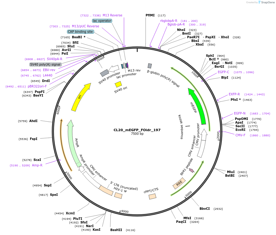 244749-plasmid-map-sequence-id-488215