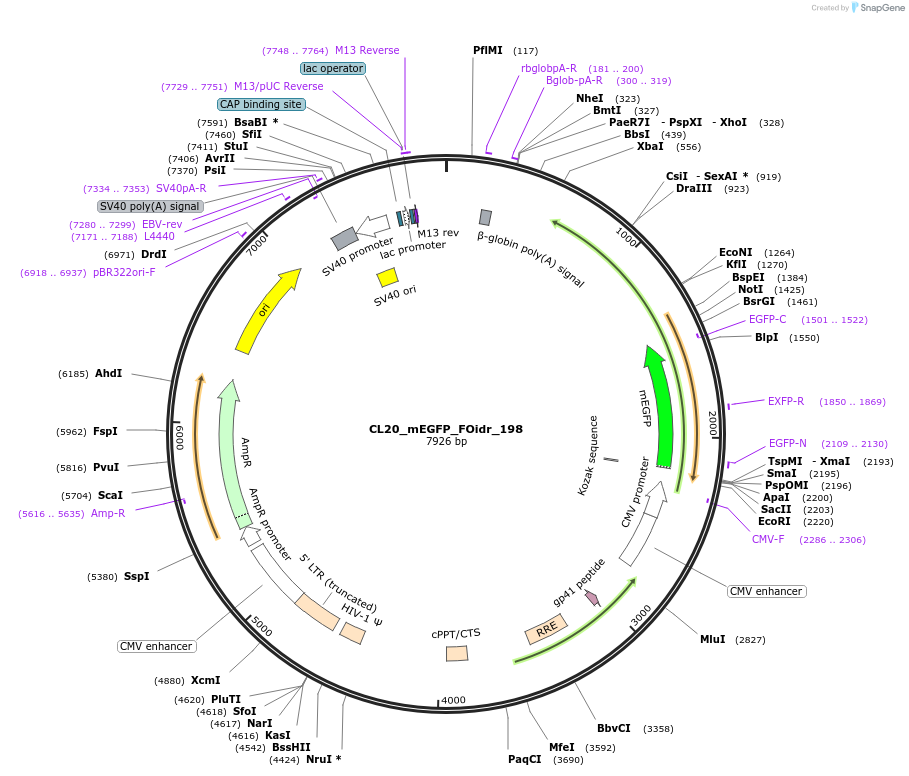 244750-plasmid-map-sequence-id-488216
