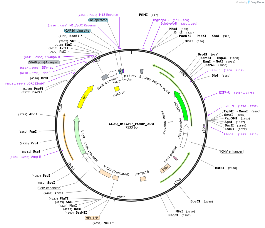 244752-plasmid-map-sequence-id-488217