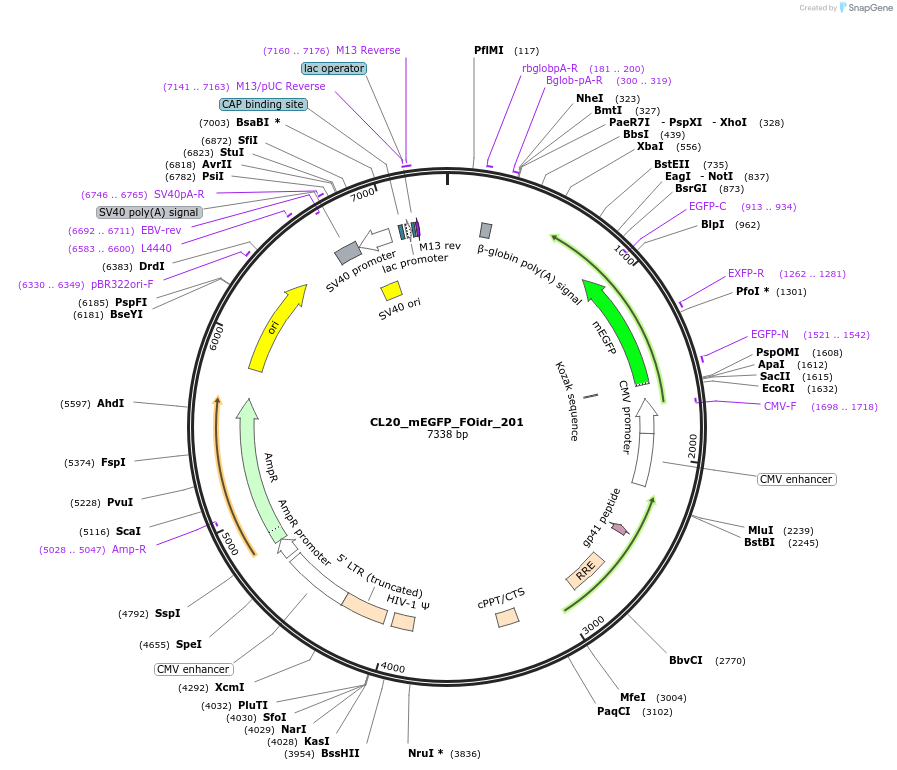 244753-plasmid-map-sequence-id-488218
