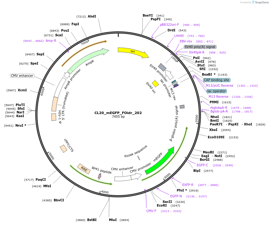 244754-plasmid-map-sequence-id-488219