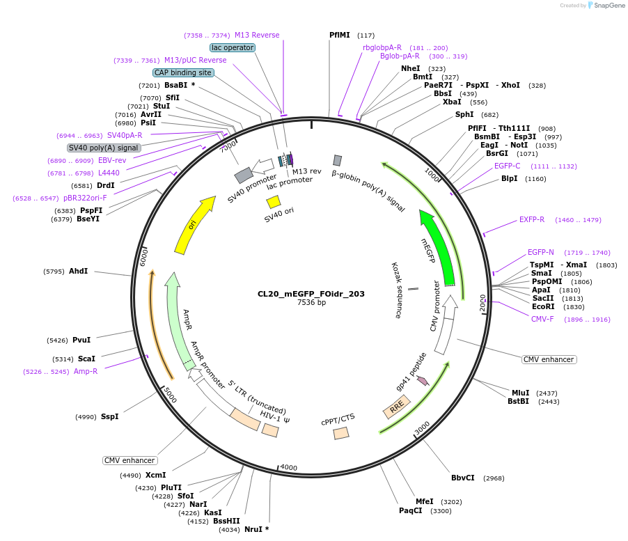 244755-plasmid-map-sequence-id-488220