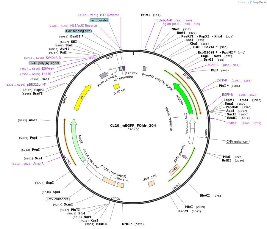 244756-plasmid-map-sequence-id-488221