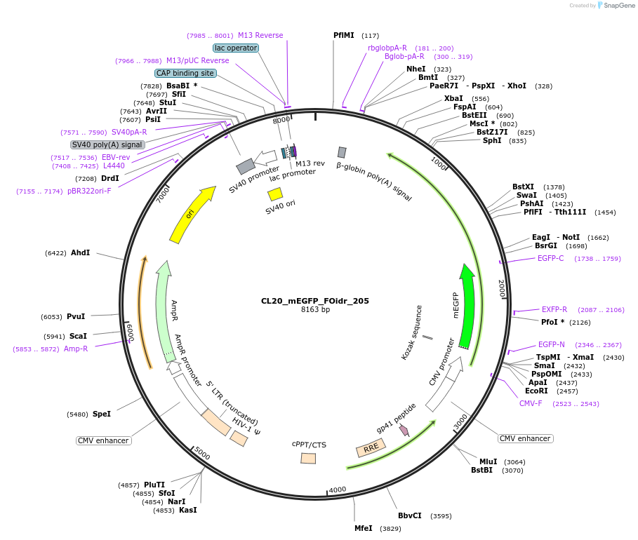 244757-plasmid-map-sequence-id-488222