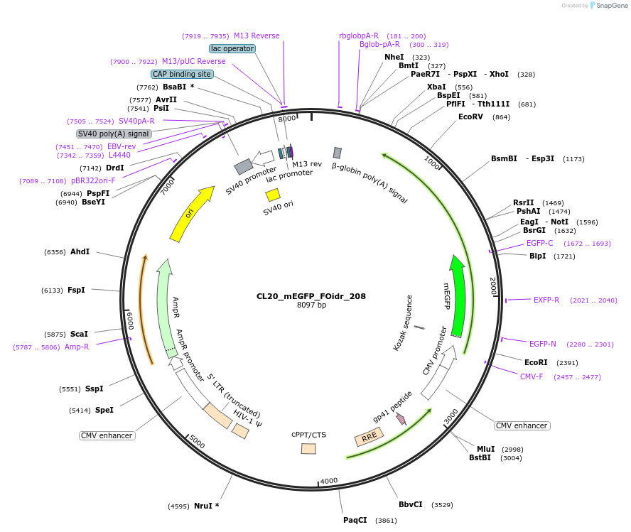 244760-plasmid-map-sequence-id-488223