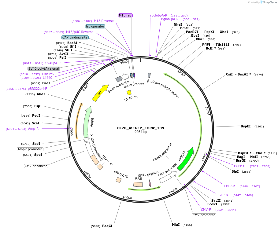 244761-plasmid-map-sequence-id-488224