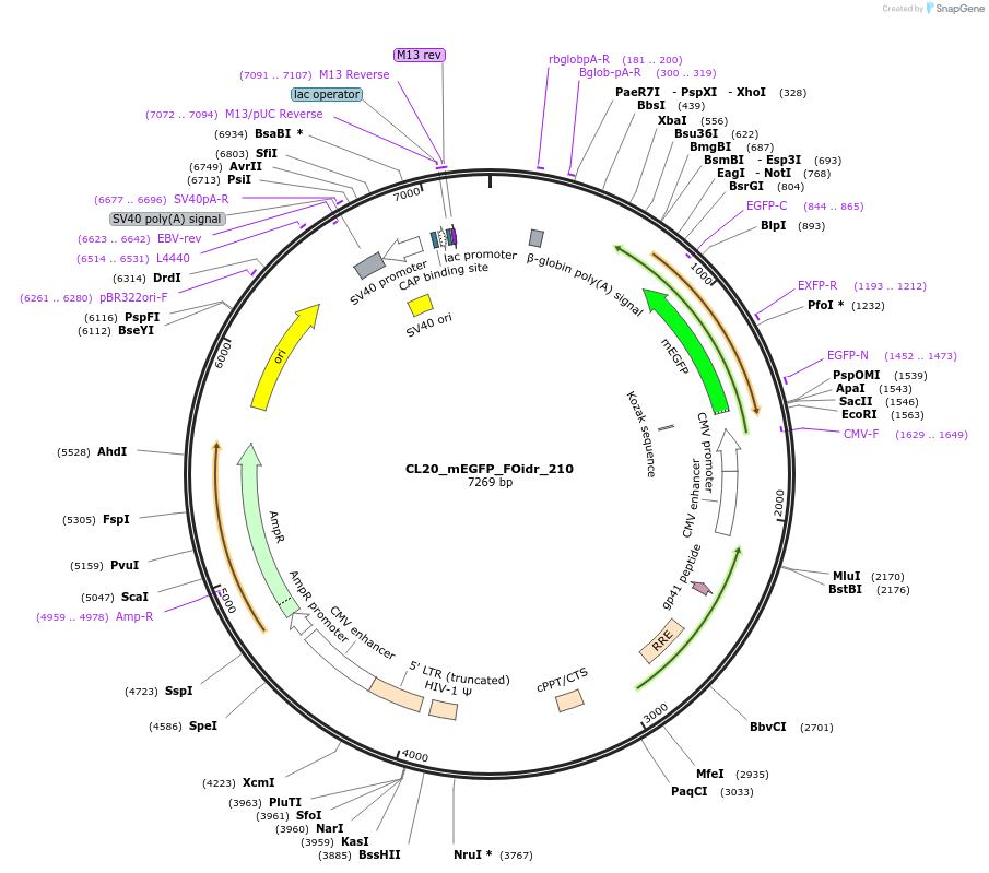 244762-plasmid-map-sequence-id-488225