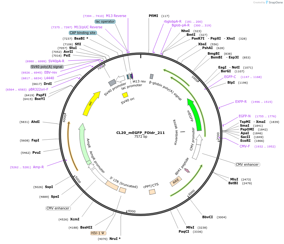 244763-plasmid-map-sequence-id-488226