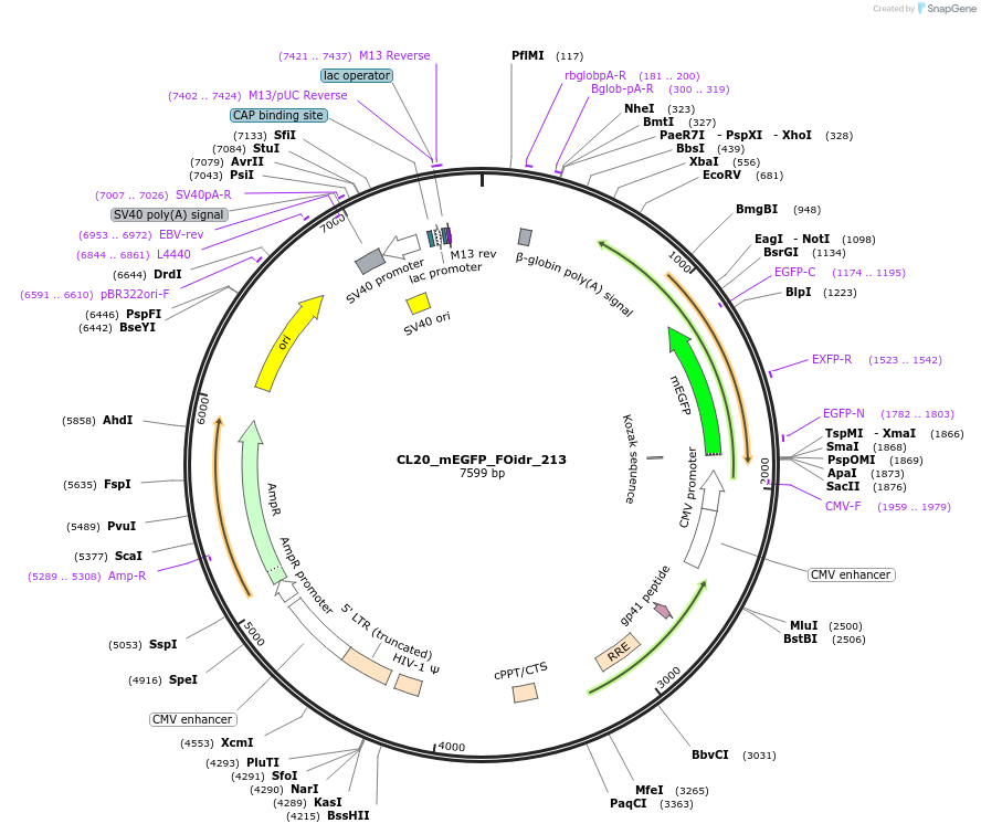 244765-plasmid-map-sequence-id-488228